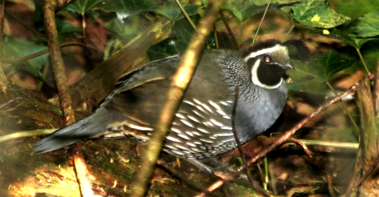 California Quail, m